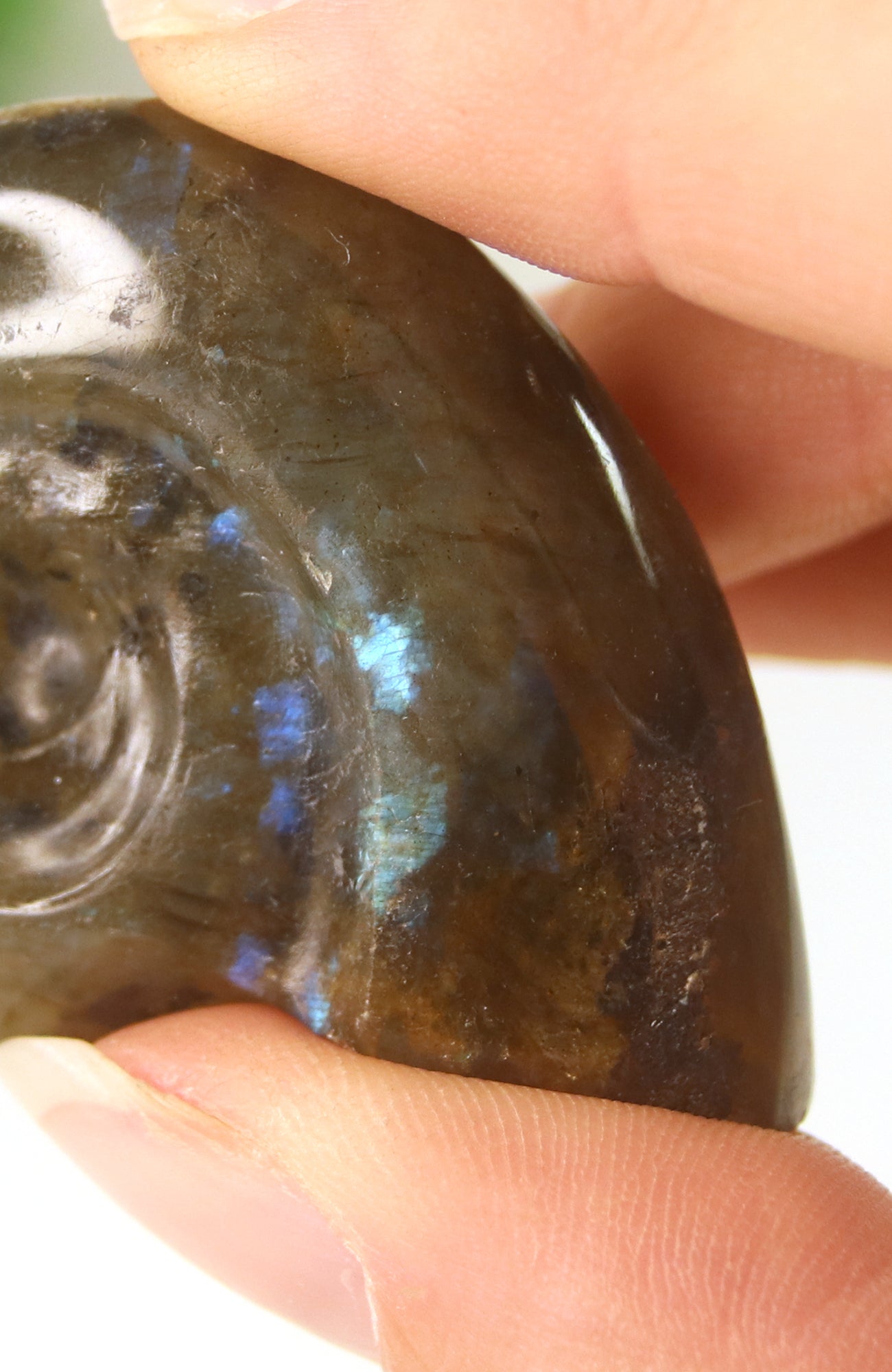 Labradorite Shell